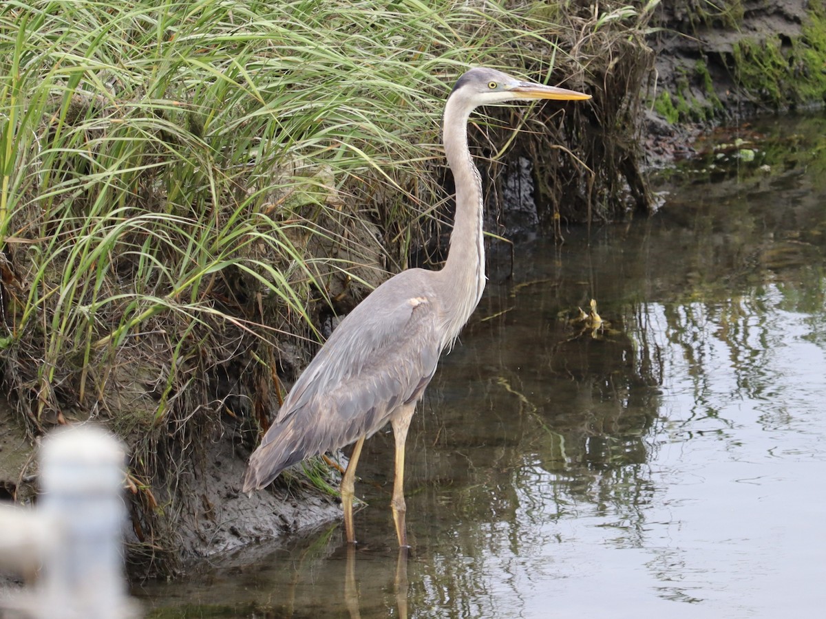 Great Blue Heron - ML620193895