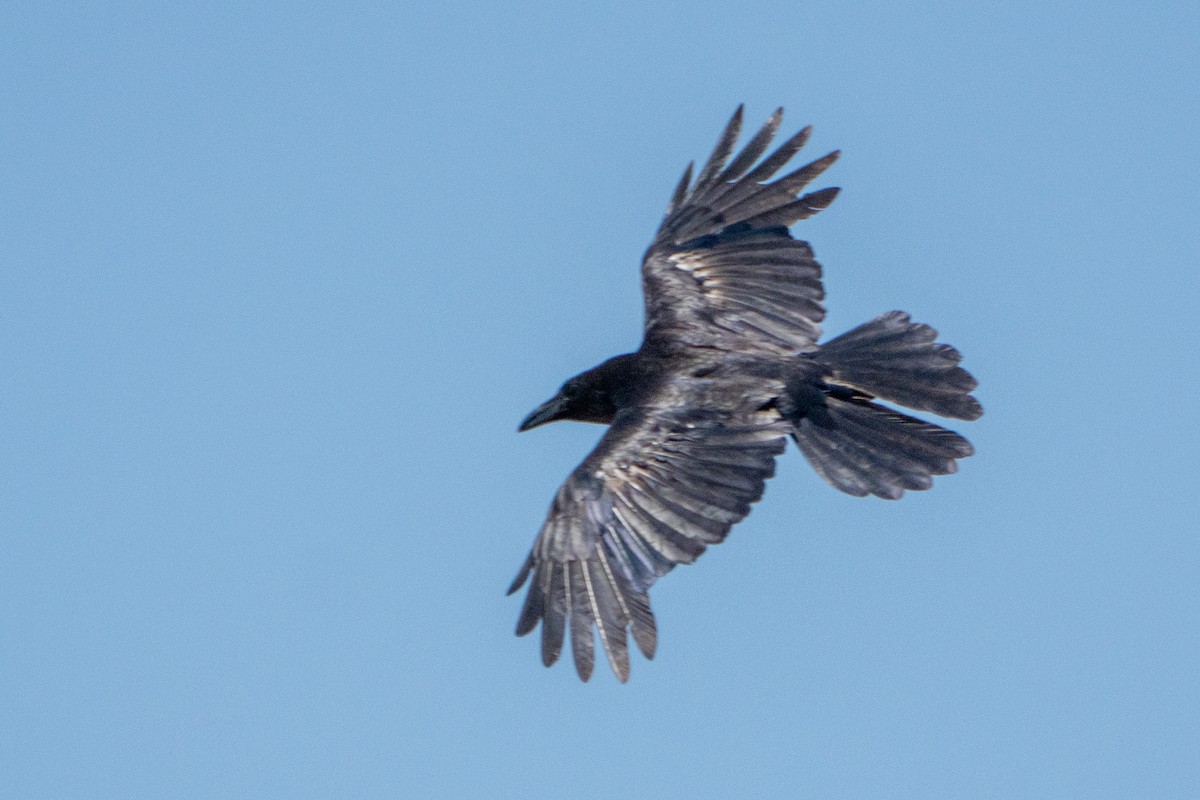 Common Raven - ML620193900