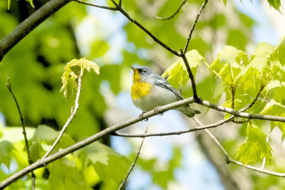 Northern Parula - ML620193911