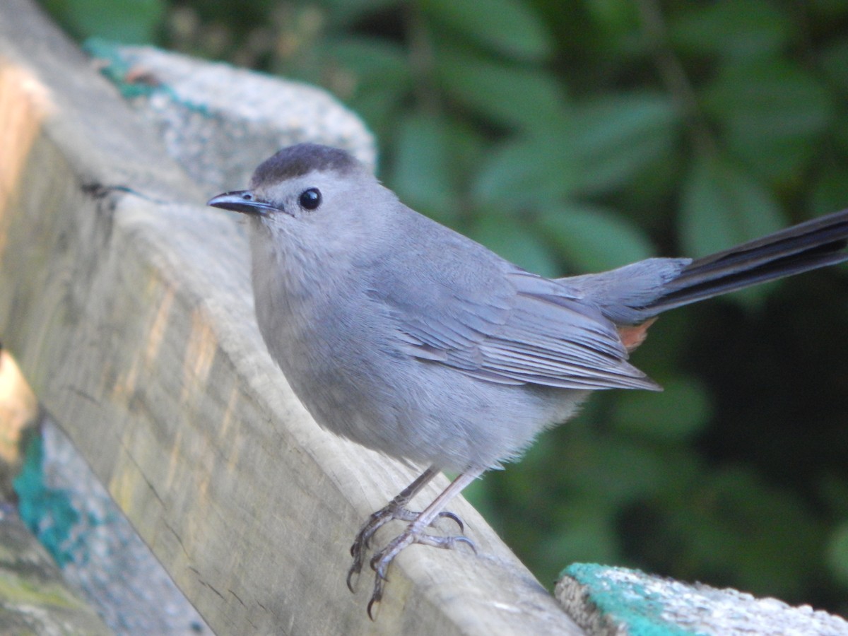 Gray Catbird - ML620193914