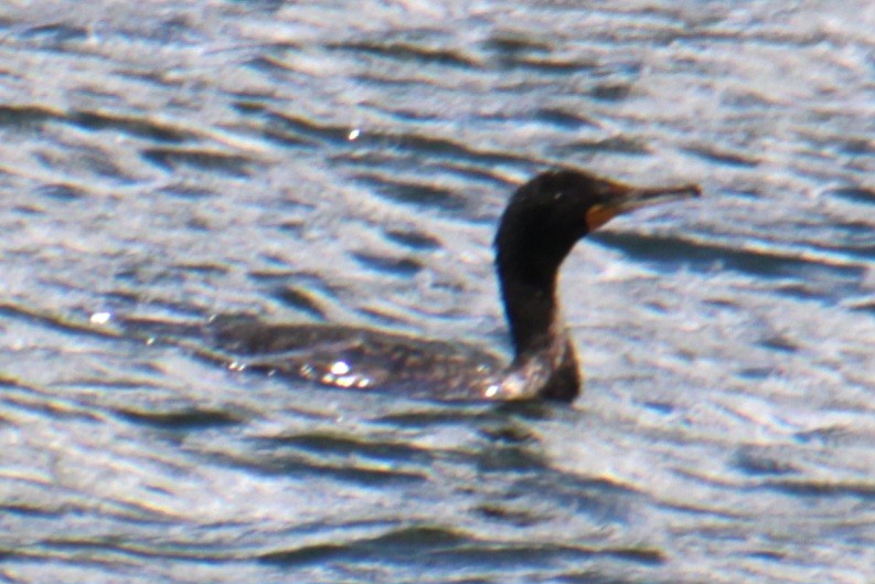 Double-crested Cormorant - ML620193921