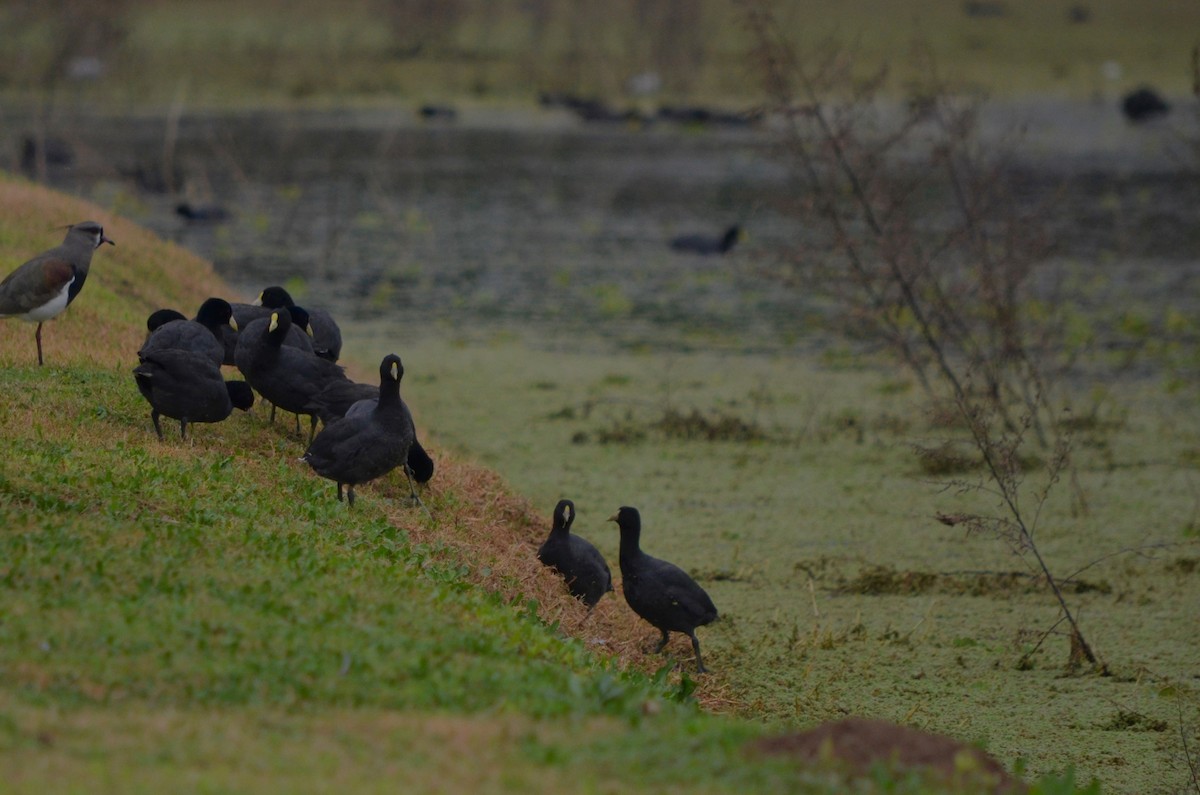 White-winged Coot - ML620193922