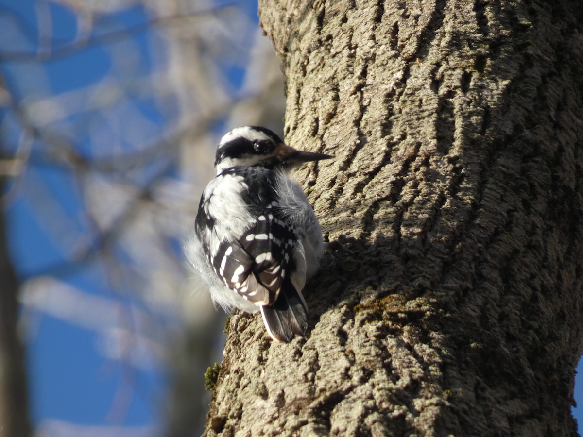 Downy Woodpecker (Eastern) - ML620193927