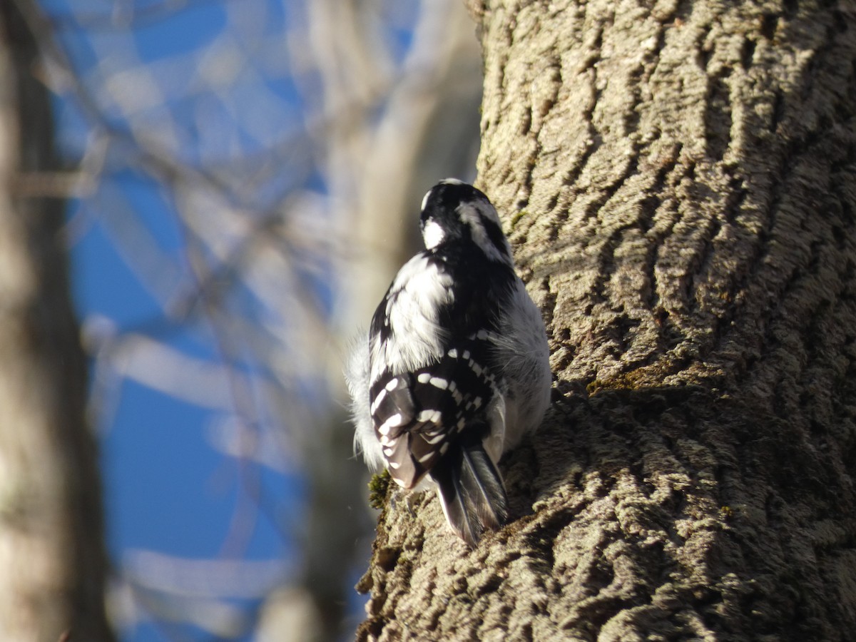 Downy Woodpecker (Eastern) - ML620193928