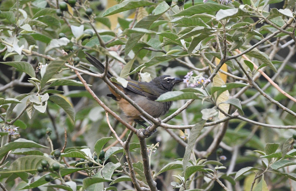 Cinnamon-bellied Saltator - Matt DuRoss