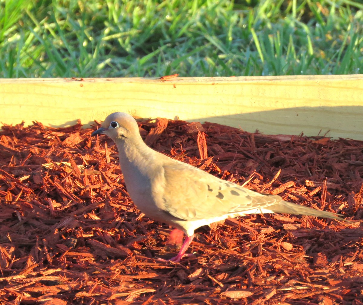 Mourning Dove - ML620193935