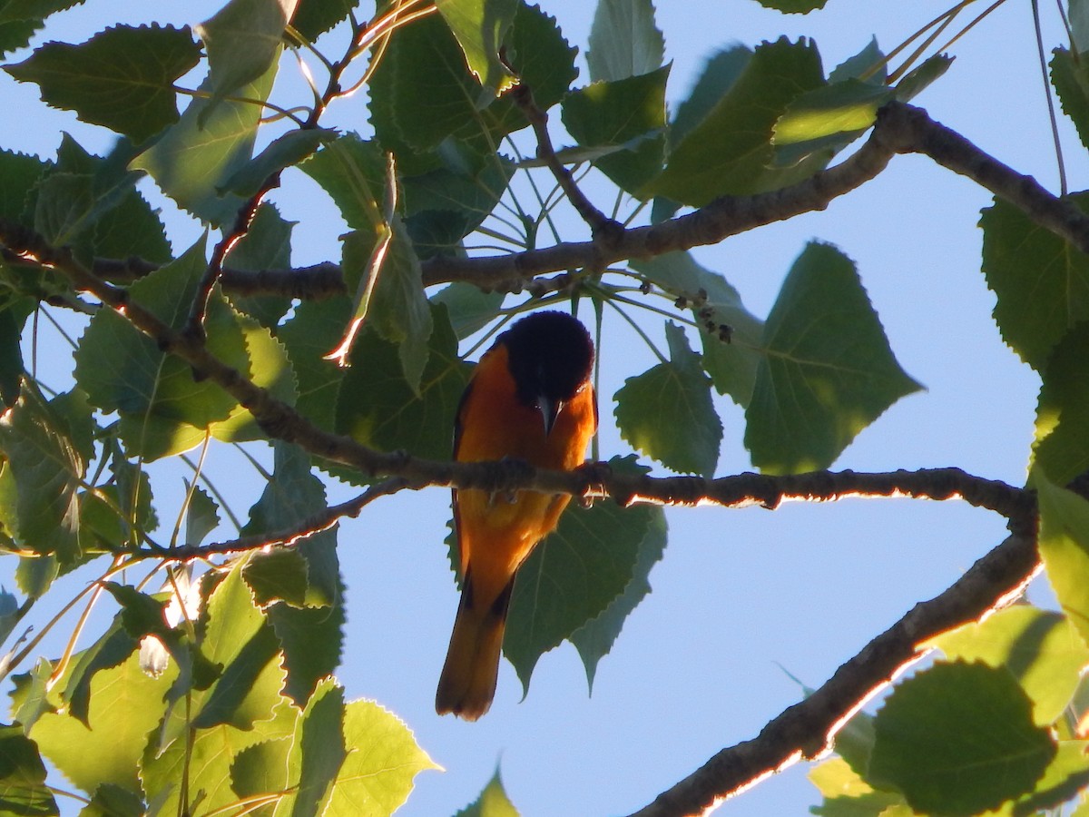 Baltimore Oriole - Massimo Antonelli