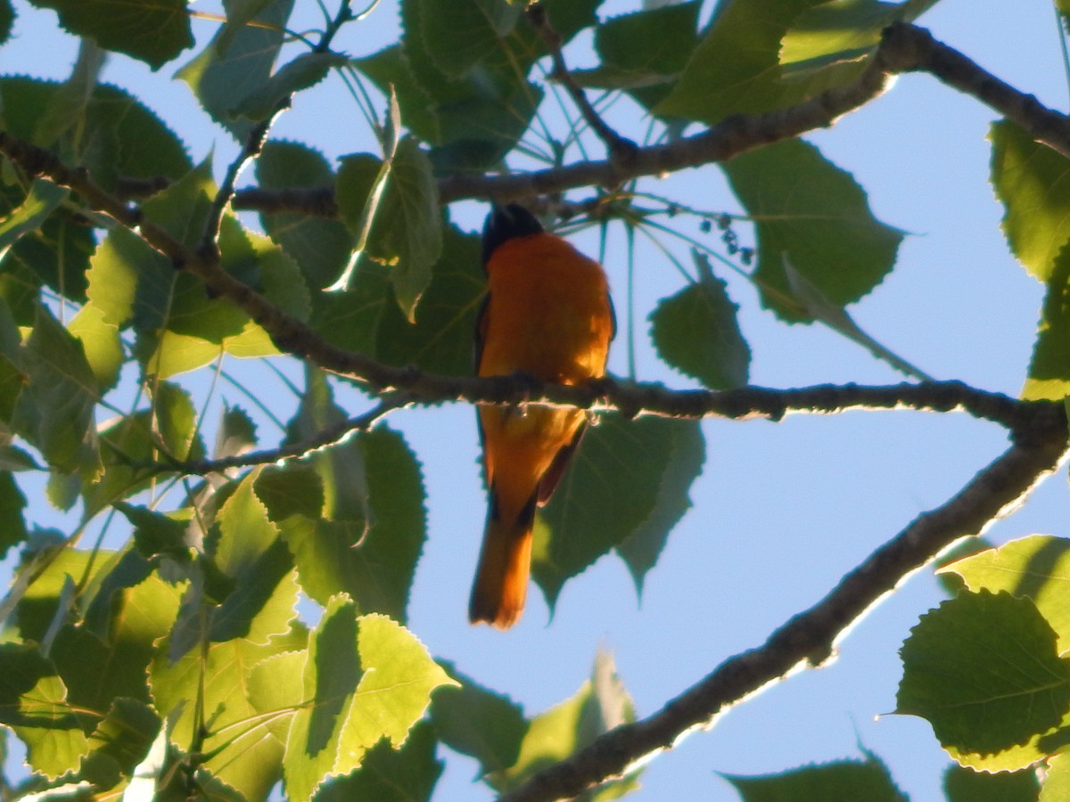 Baltimore Oriole - ML620193937