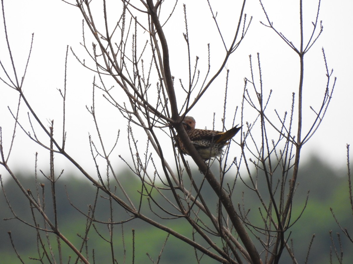 Northern Flicker - ML620193941