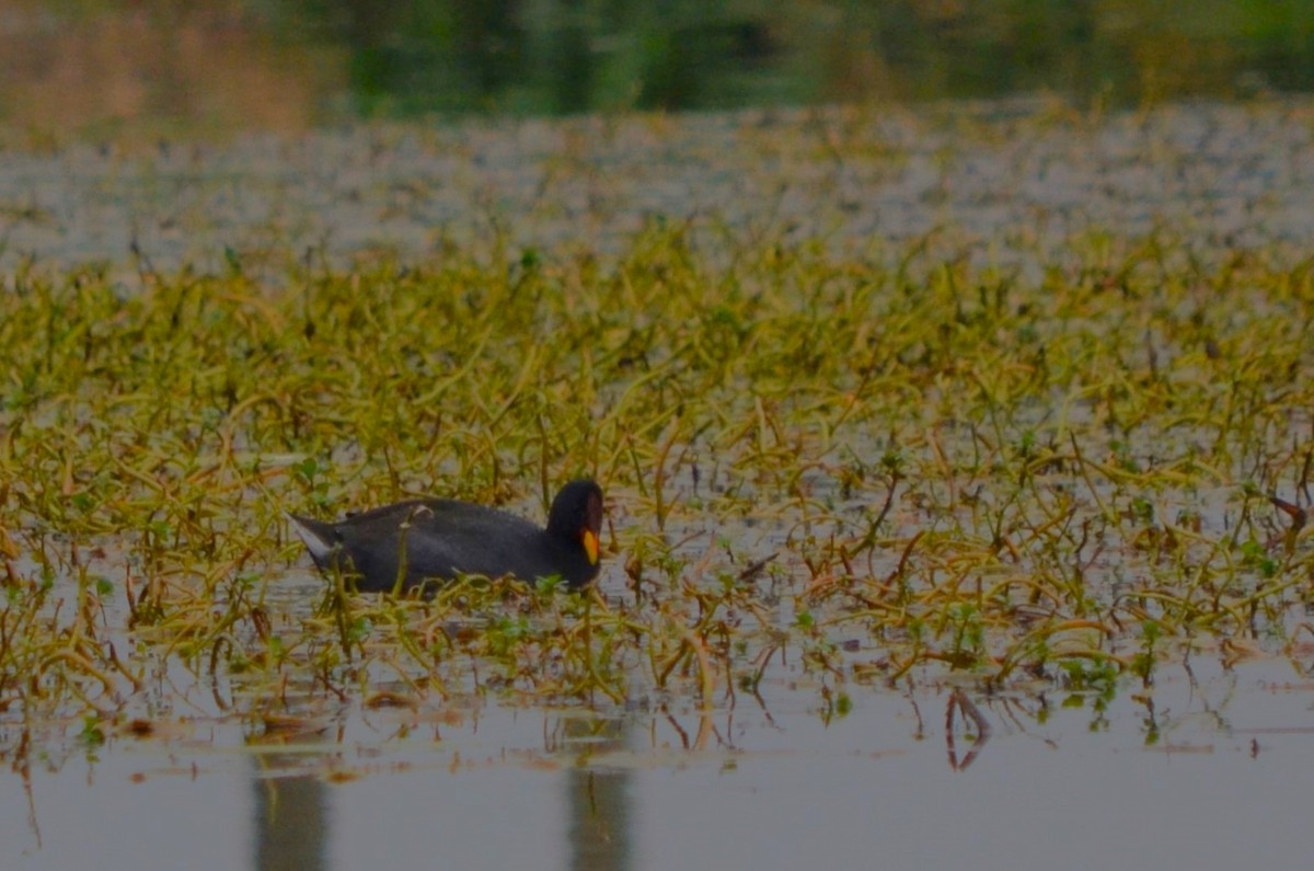 Red-fronted Coot - ML620193942