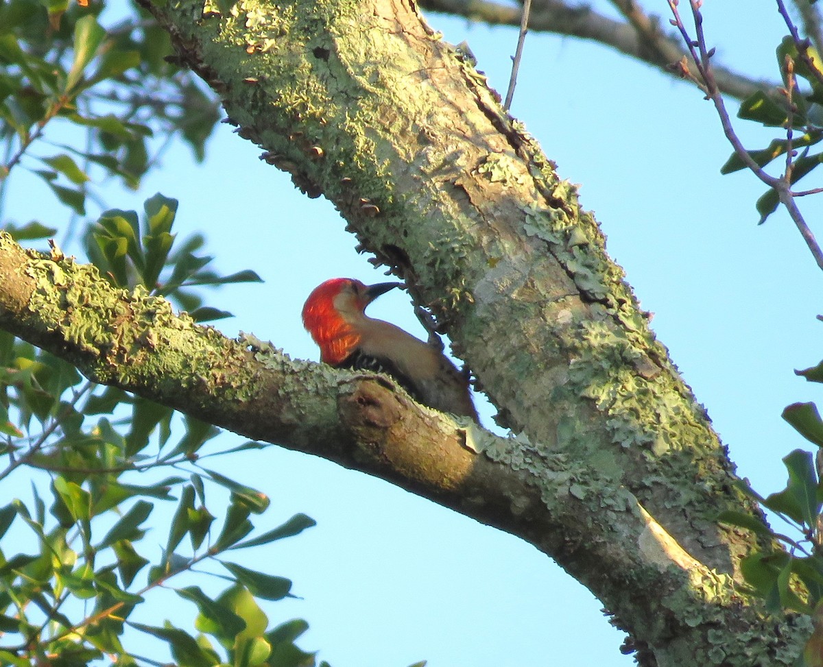 Red-bellied Woodpecker - ML620193944