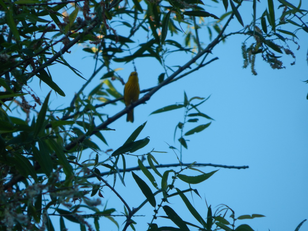 Yellow Warbler - ML620193946