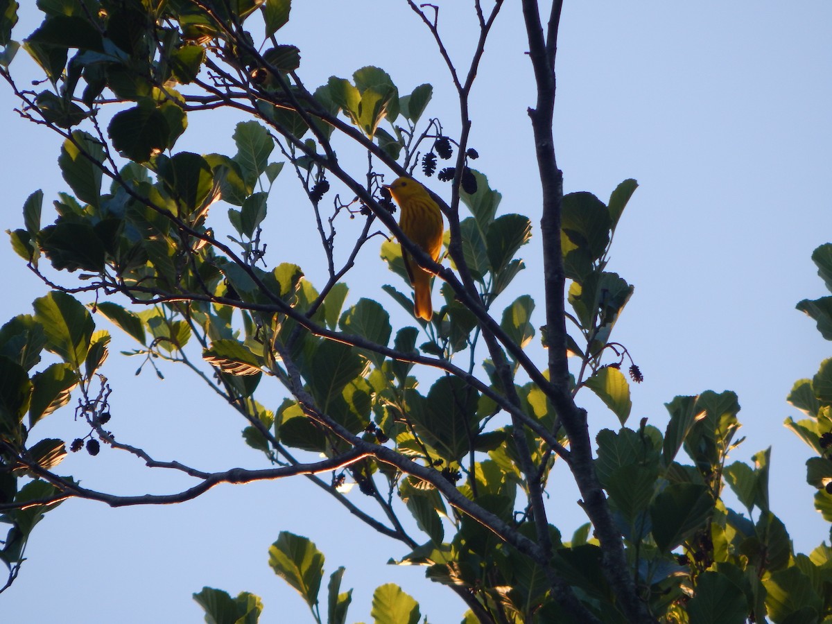 Yellow Warbler - ML620193947