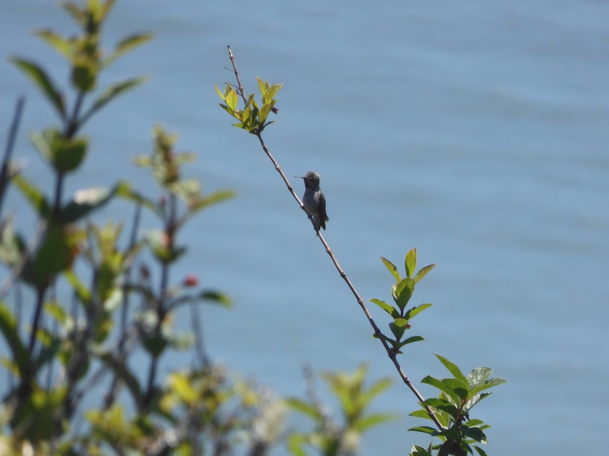 Anna's Hummingbird - ML620193956
