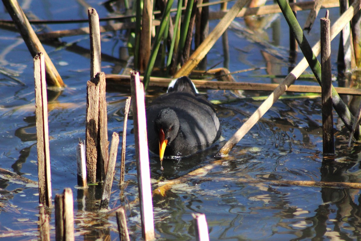 Red-fronted Coot - ML620193959