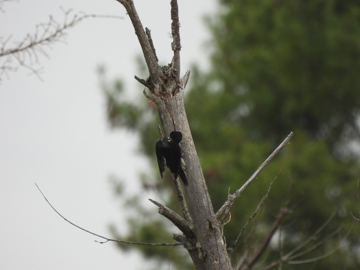 Black-backed Woodpecker - ML620193967