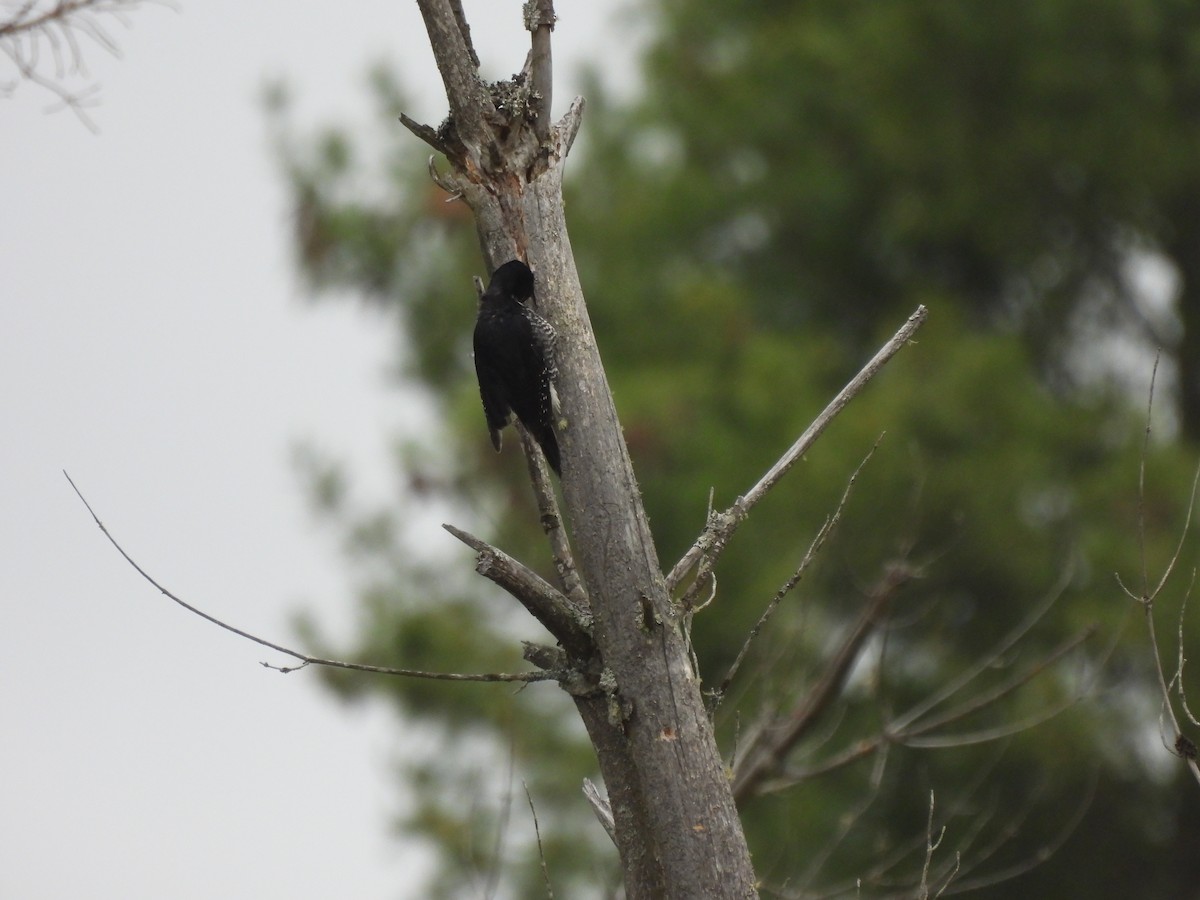 Black-backed Woodpecker - ML620193968