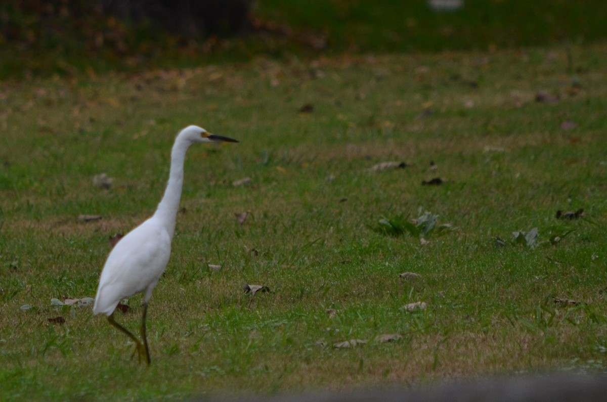 Aigrette neigeuse - ML620193972