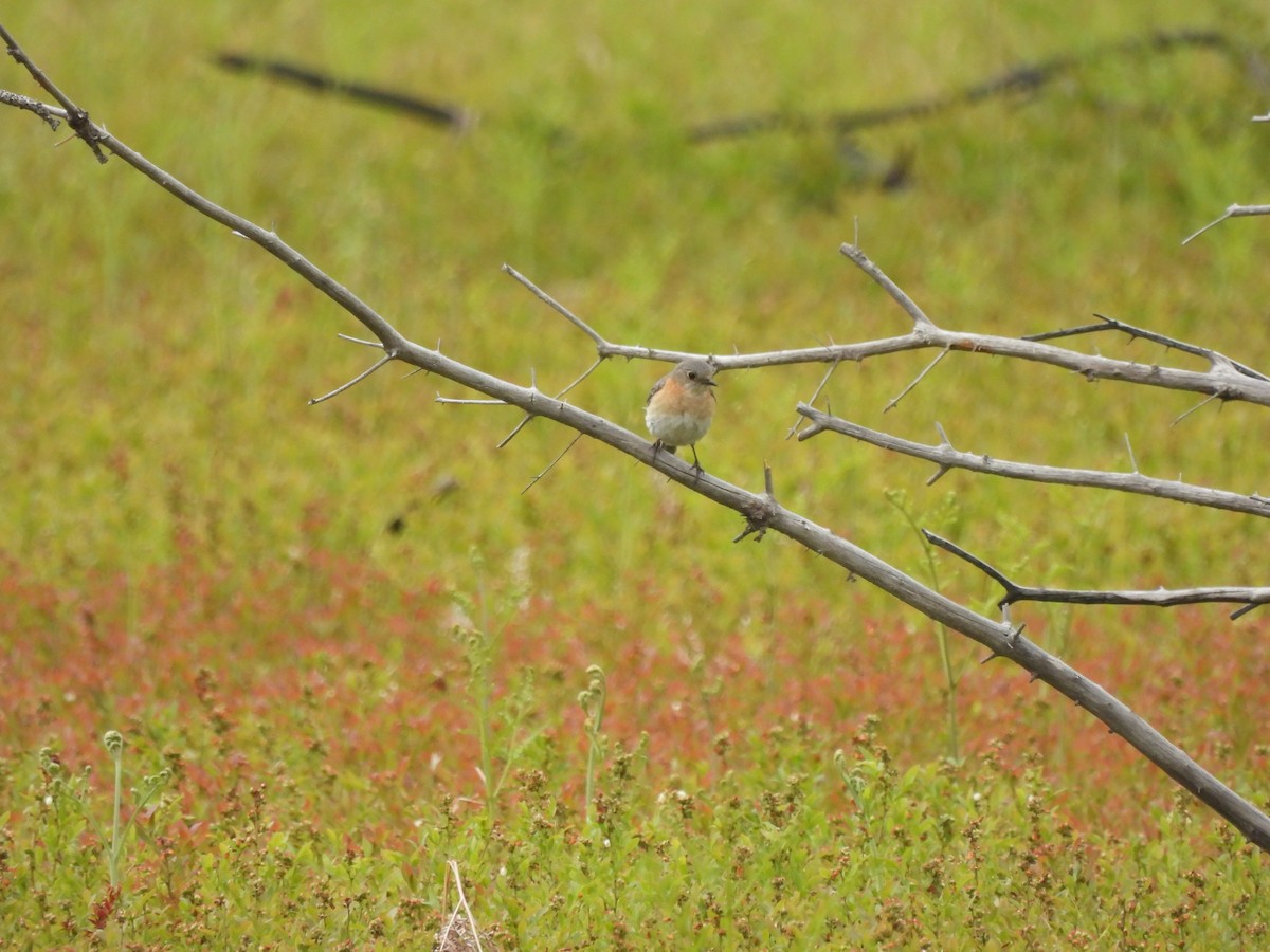 Eastern Bluebird - ML620193988