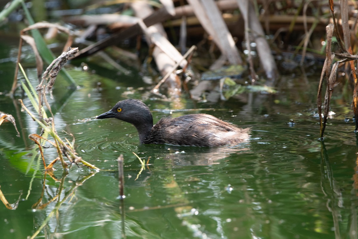 Least Grebe - ML620193989