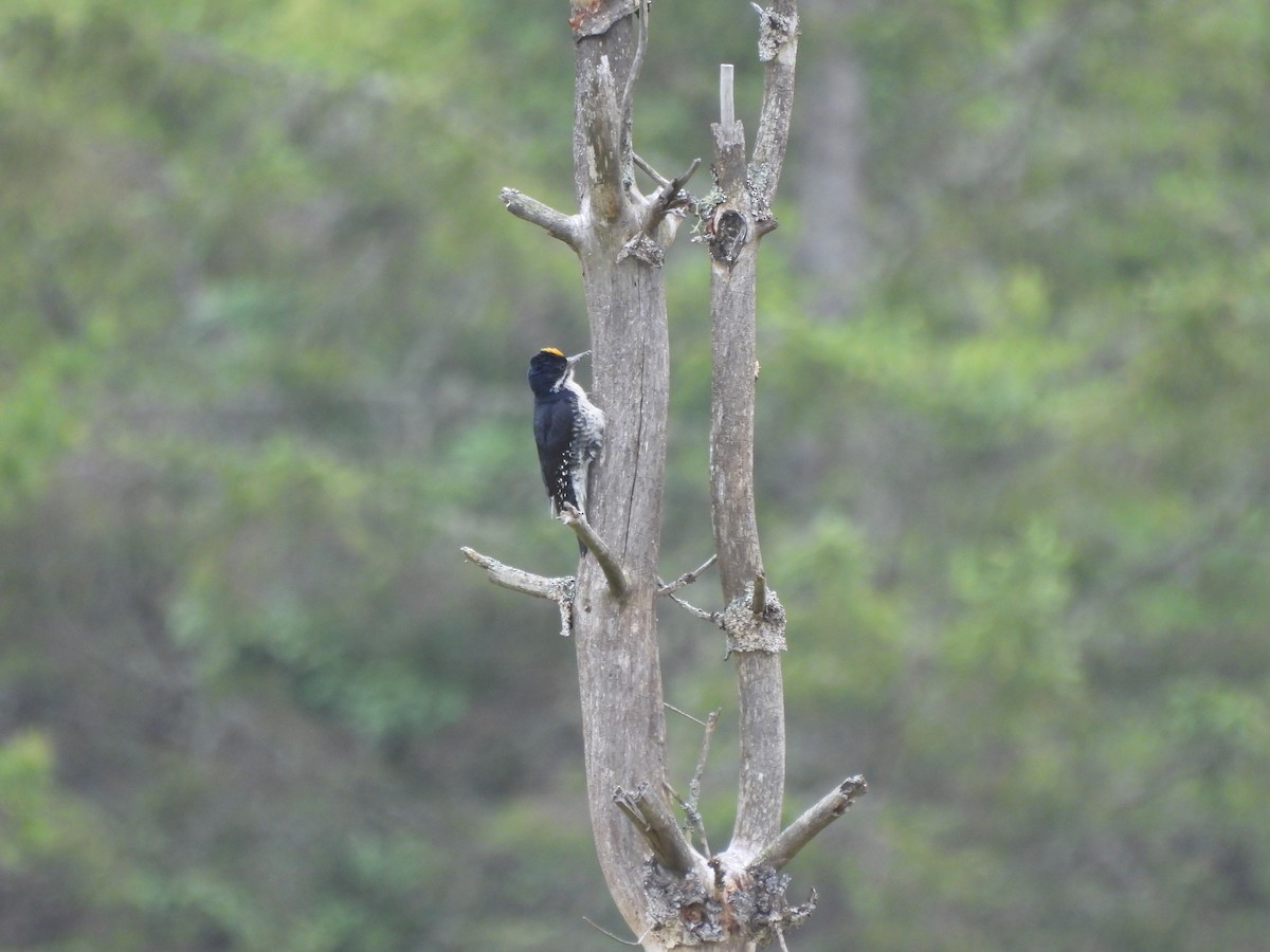 Black-backed Woodpecker - ML620193995