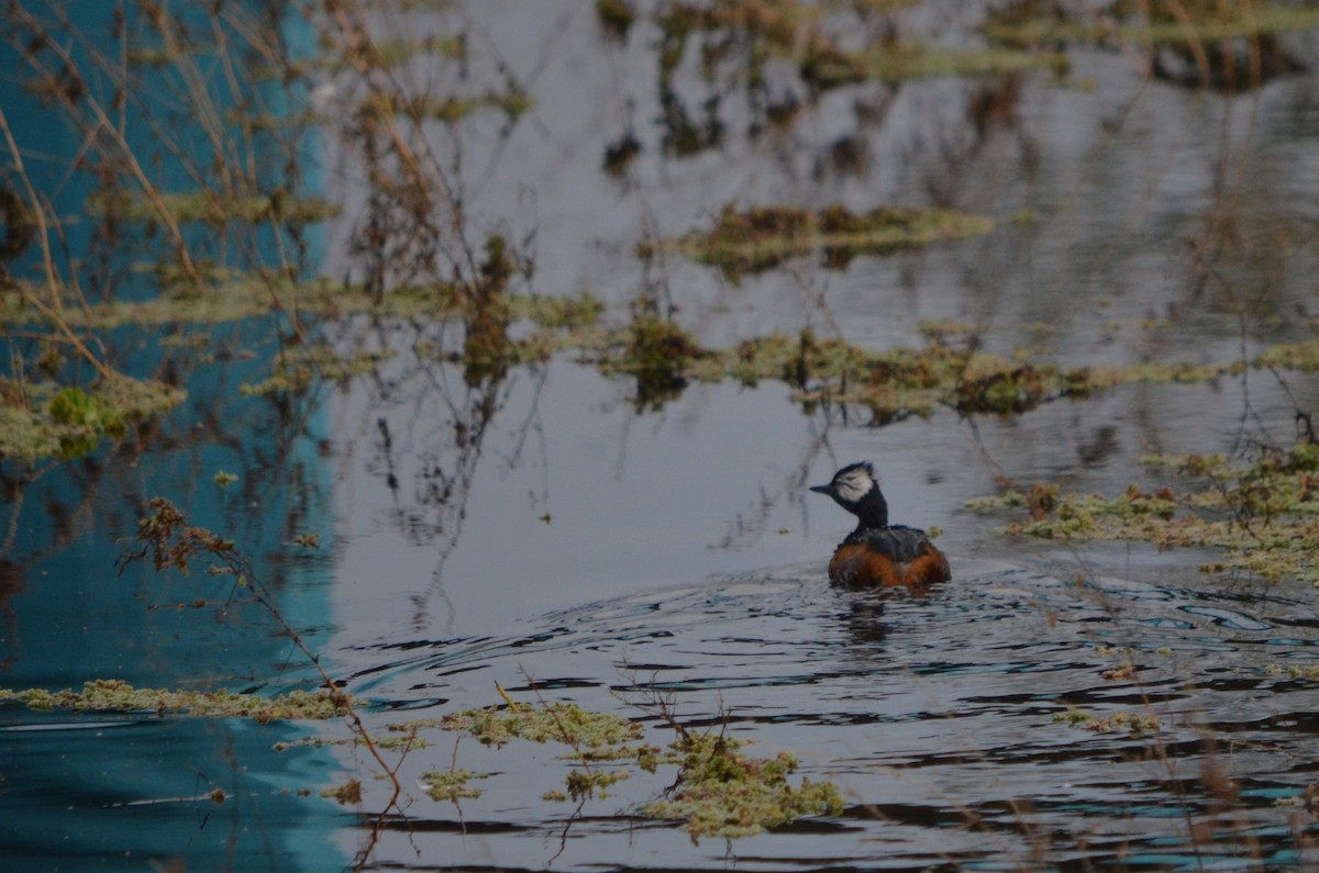 White-tufted Grebe - ML620193996