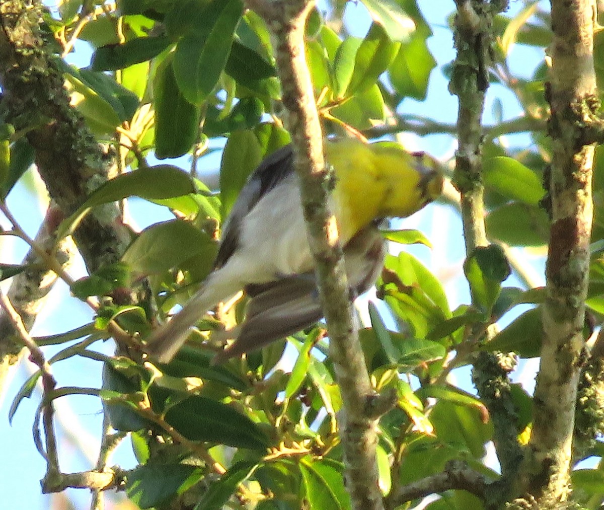 Viréo à gorge jaune - ML620194002