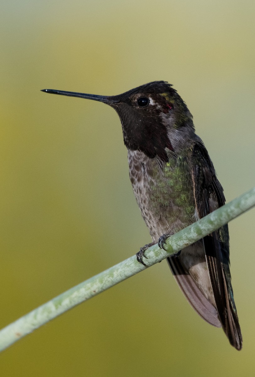 Black-chinned Hummingbird - ML620194003