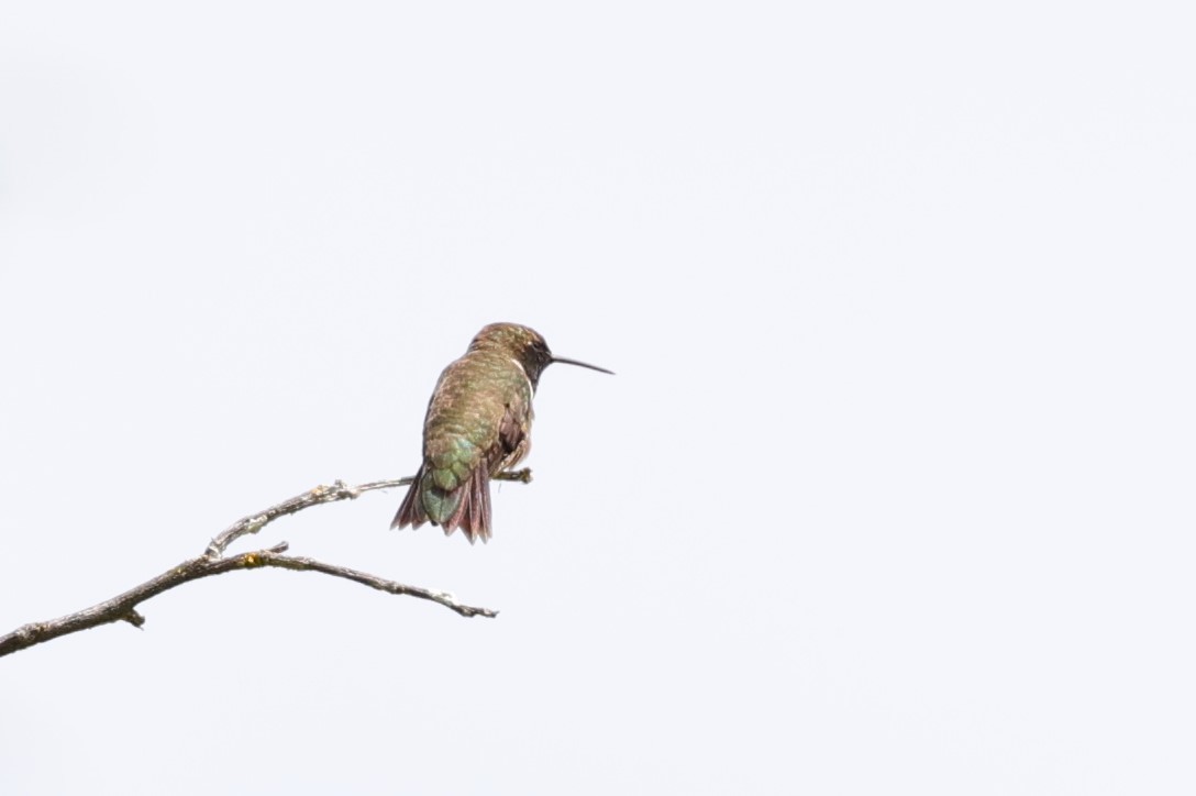 Black-chinned Hummingbird - ML620194007