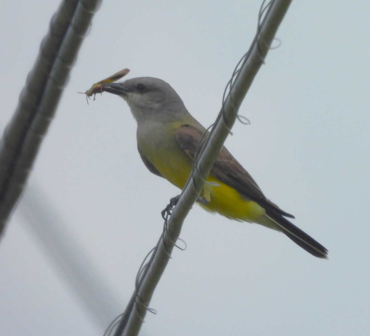 Schmalschnabel-Königstyrann - ML620194009