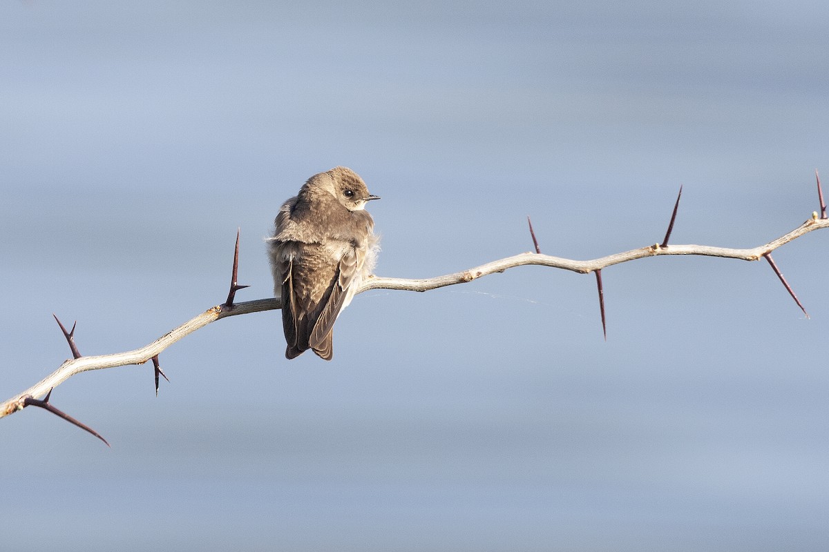 Northern Rough-winged Swallow - ML620194024