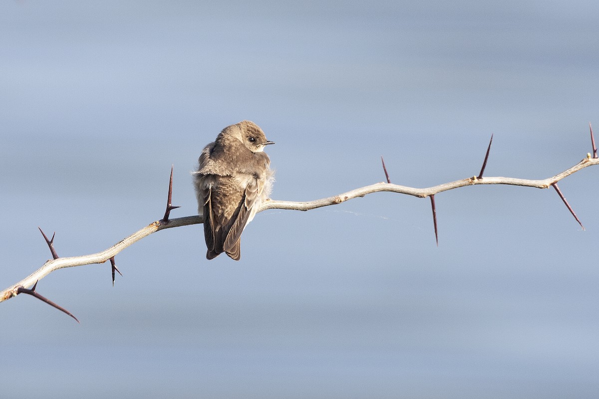 Hirondelle à ailes hérissées - ML620194024