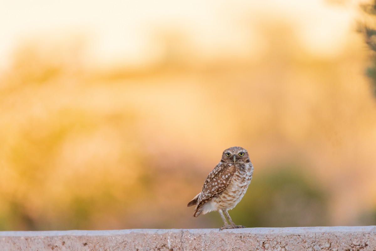 Burrowing Owl (Western) - ML620194036