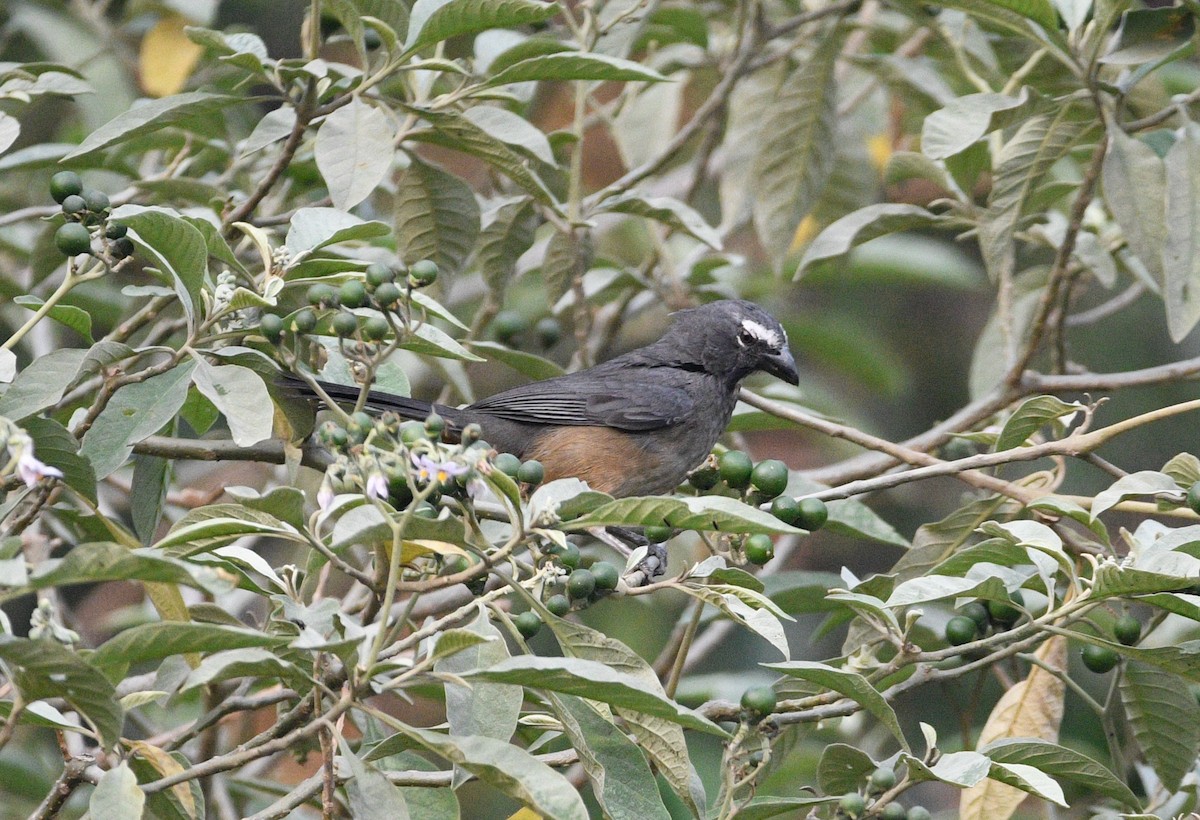 Cinnamon-bellied Saltator - ML620194037