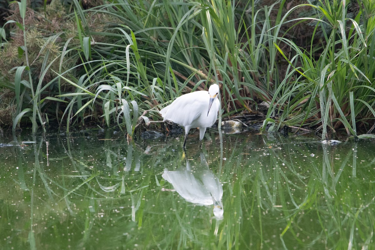 Snowy Egret - ML620194039