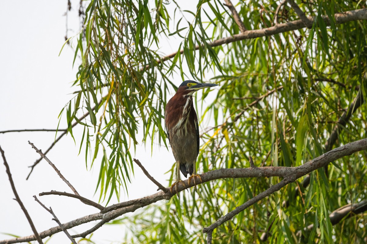 Green Heron - ML620194049