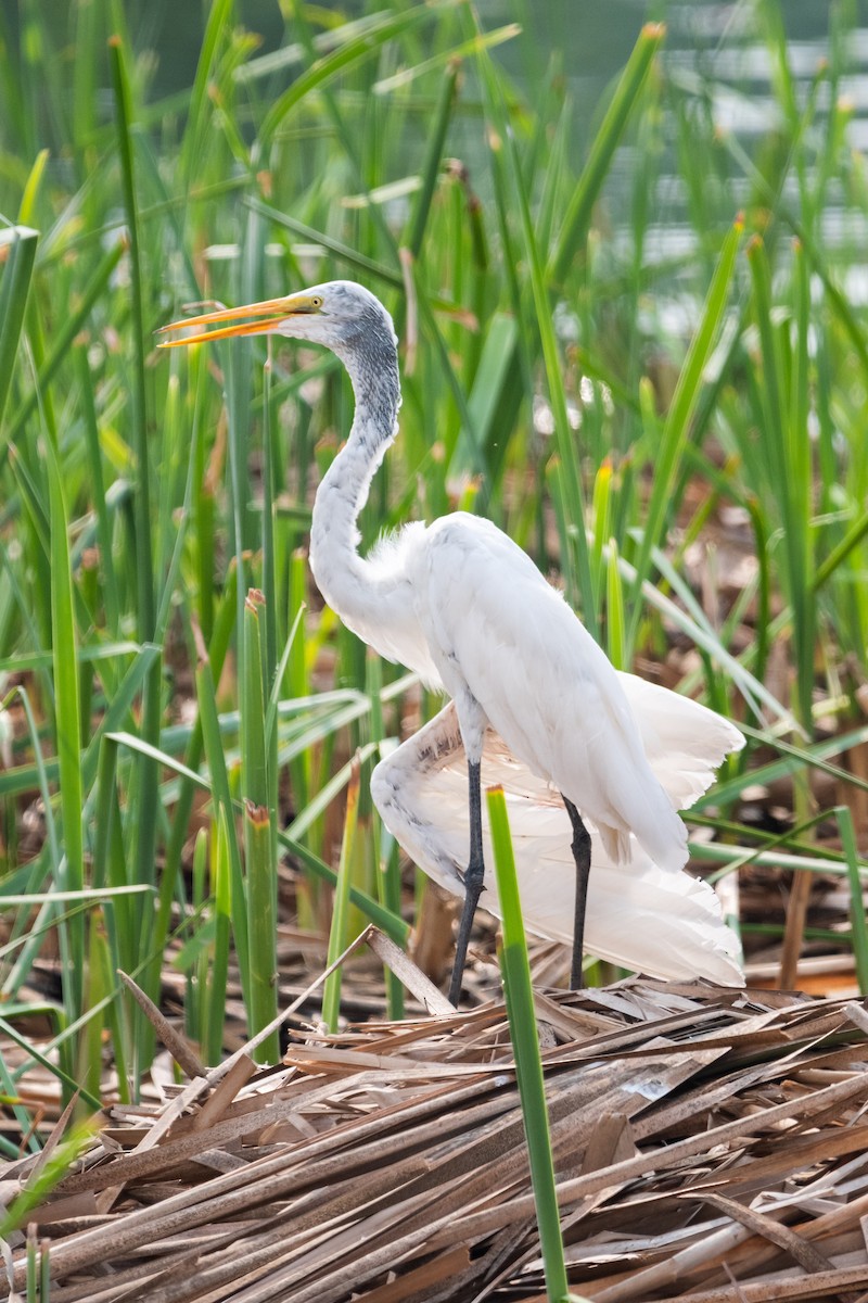 Great Egret - ML620194053