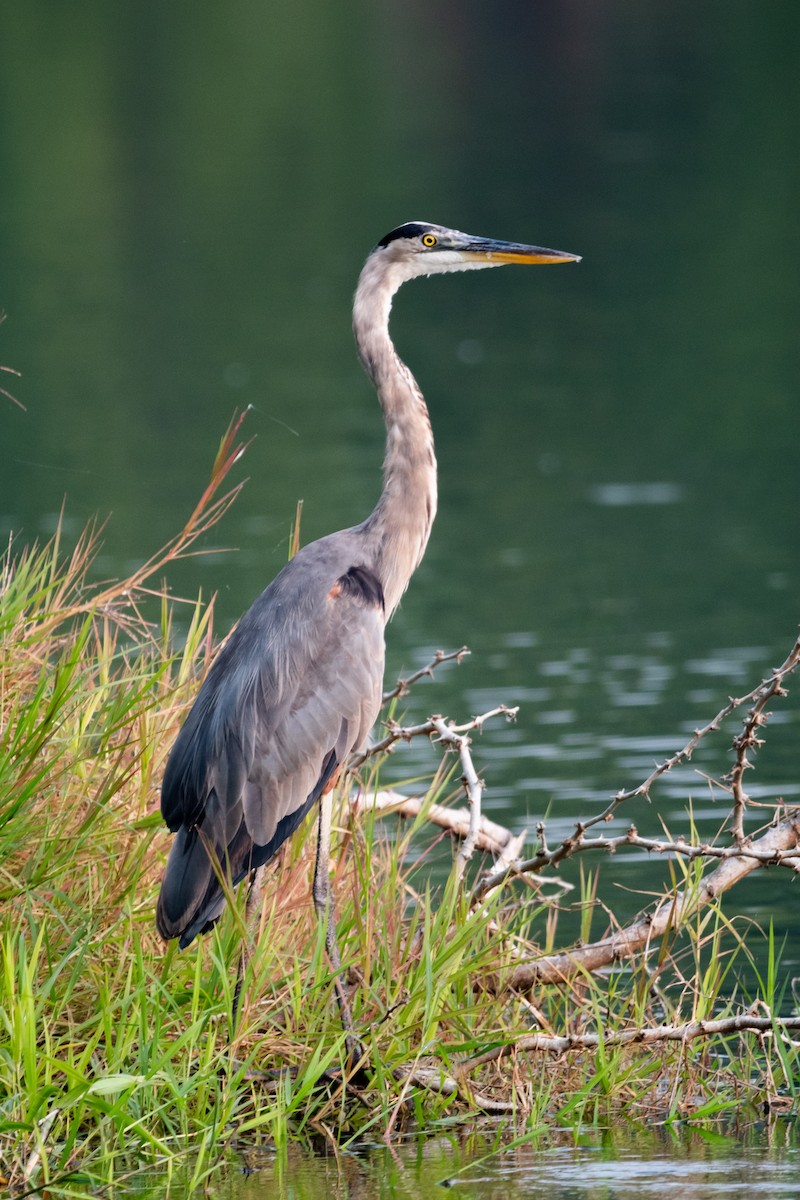 Great Blue Heron - ML620194054