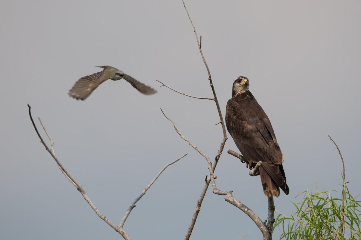 Schneckenbussard - ML620194056