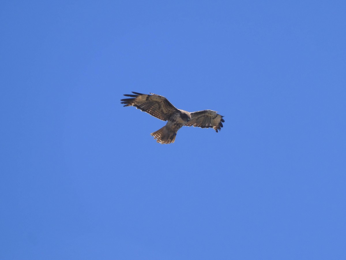 Red-shouldered Hawk - ML620194060