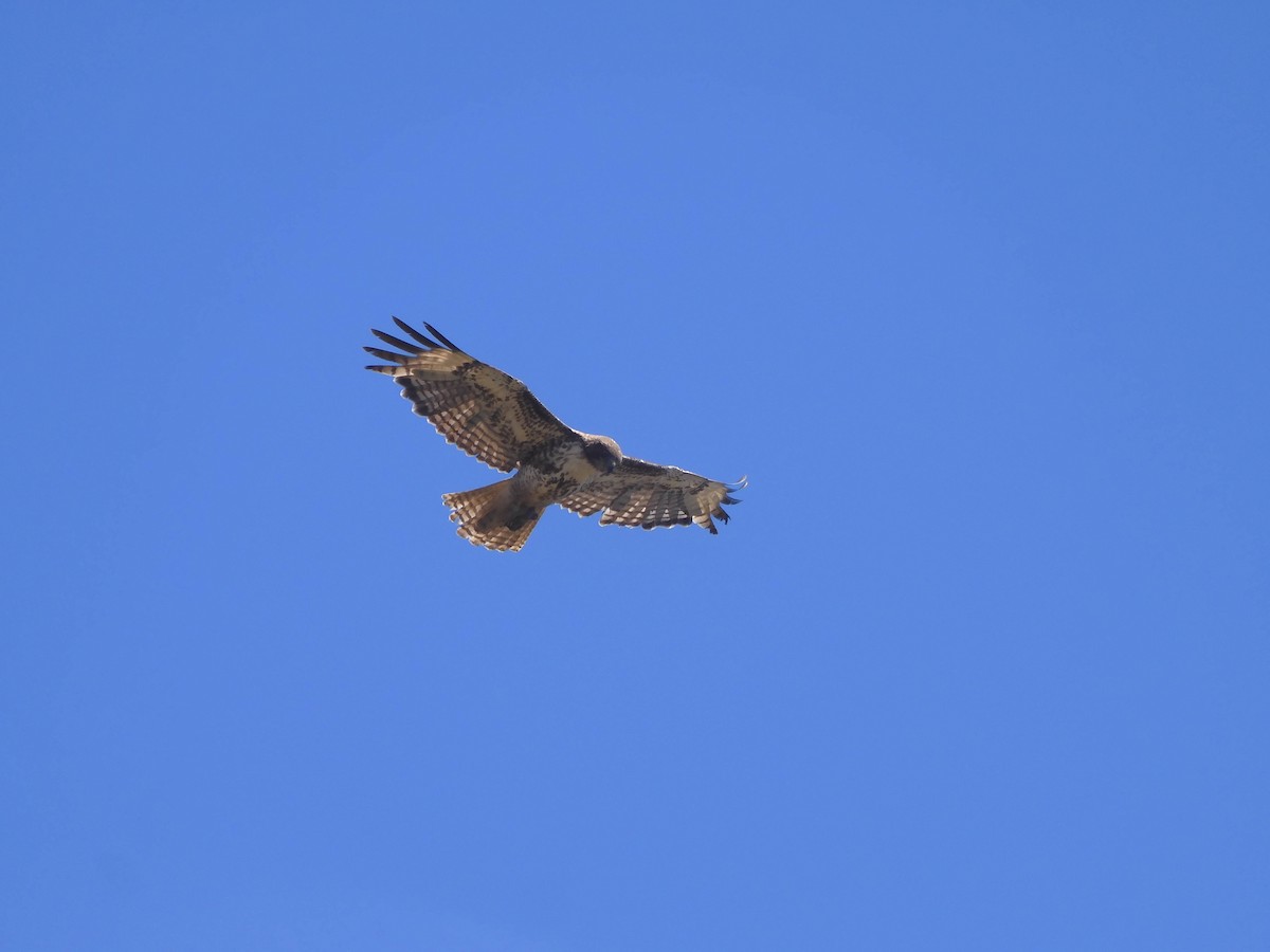 Red-shouldered Hawk - ML620194061