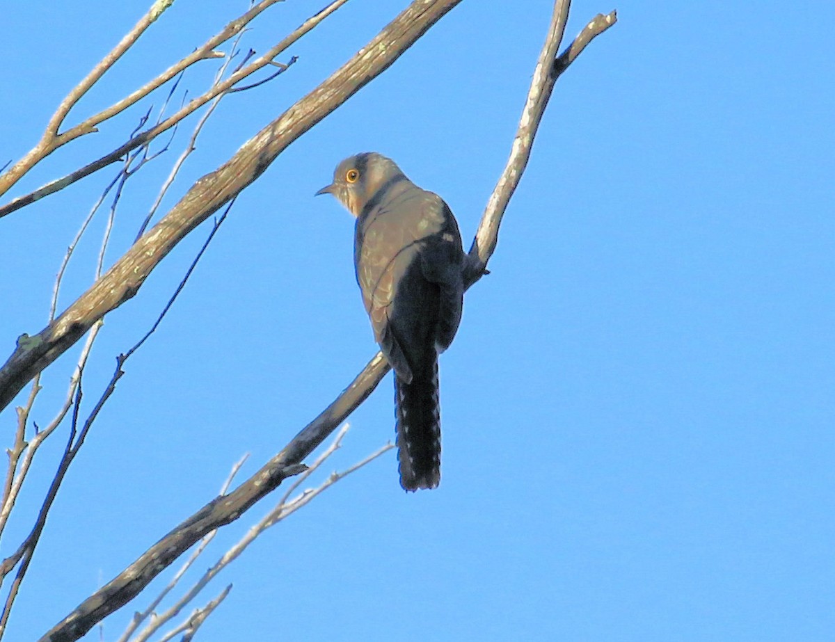 Fan-tailed Cuckoo - ML620194068