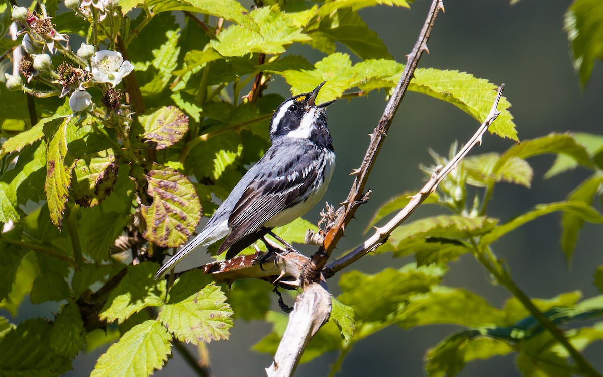 Black-throated Gray Warbler - ML620194072