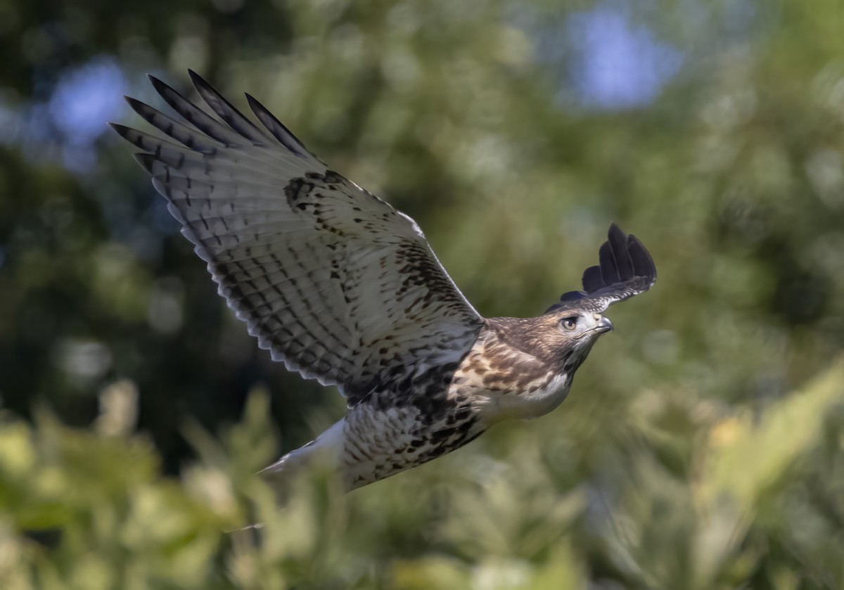 Red-tailed Hawk - ML620194084