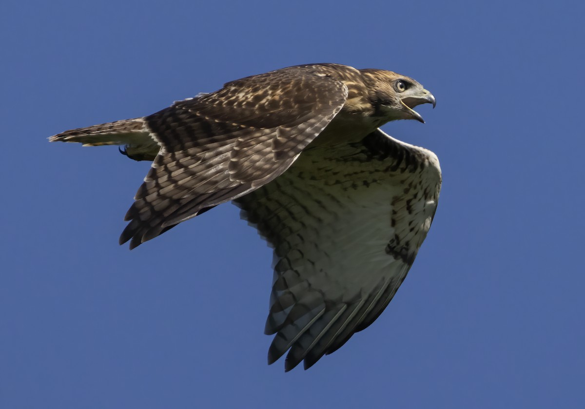 Red-tailed Hawk - ML620194093