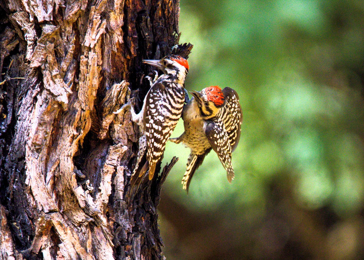 Ladder-backed Woodpecker - ML620194107