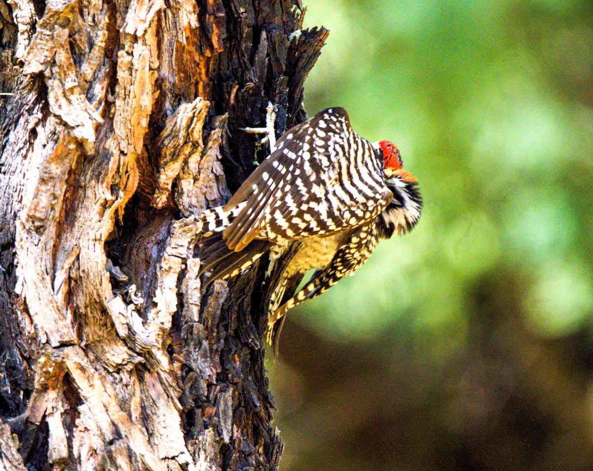 Ladder-backed Woodpecker - ML620194108