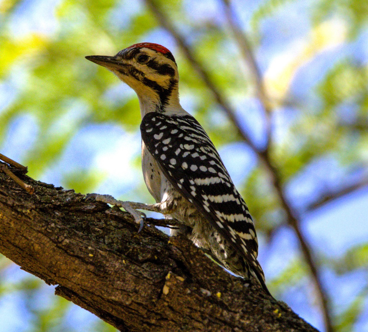 Ladder-backed Woodpecker - ML620194120