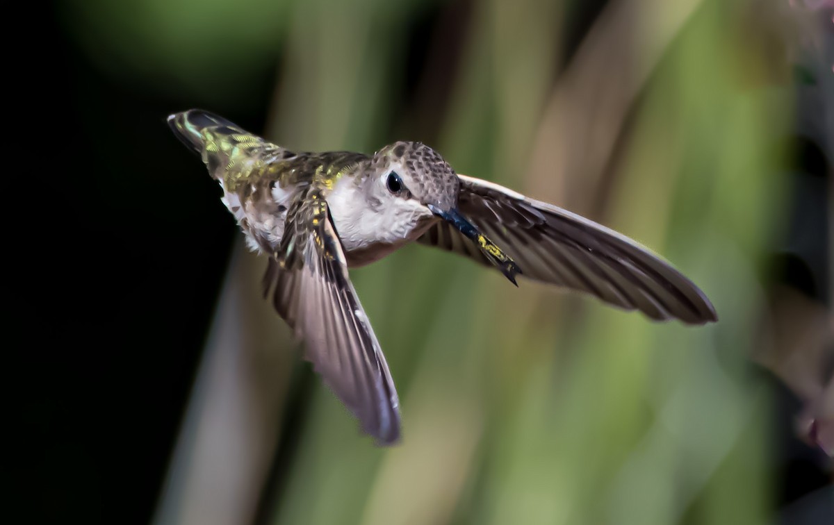 Anna's Hummingbird - ML620194126