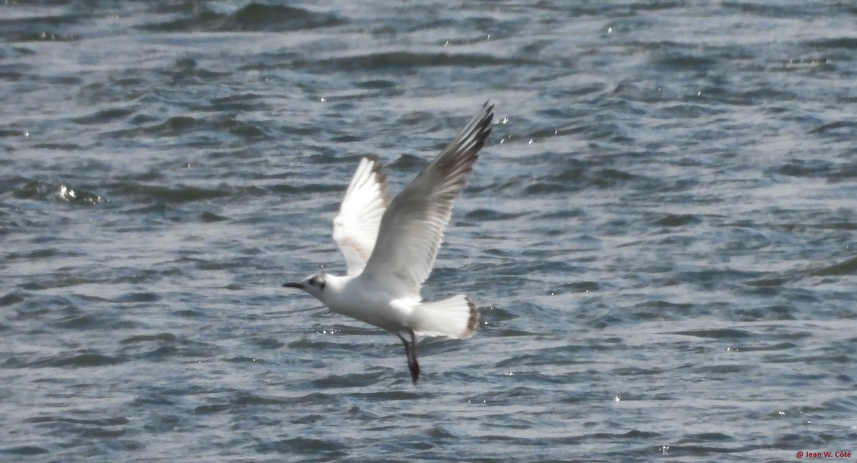 Mouette rieuse - ML620194131
